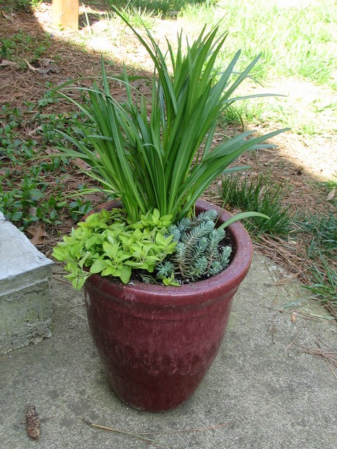 We already owned this pot and decided to finally plant something in it.