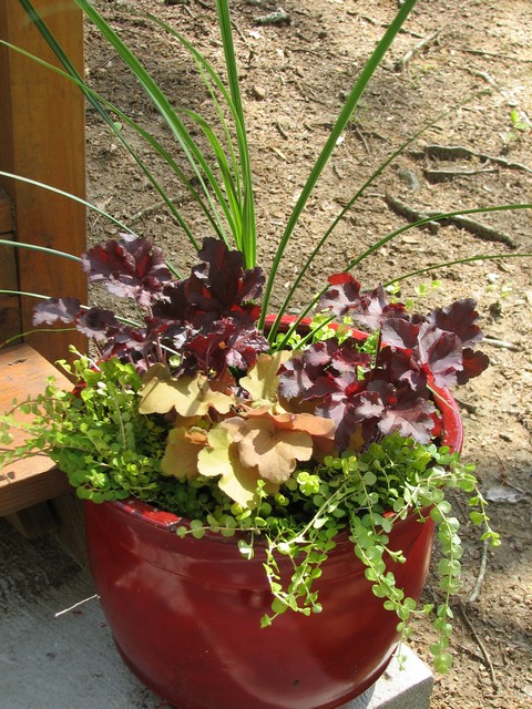 New red container gardens up close and personal.