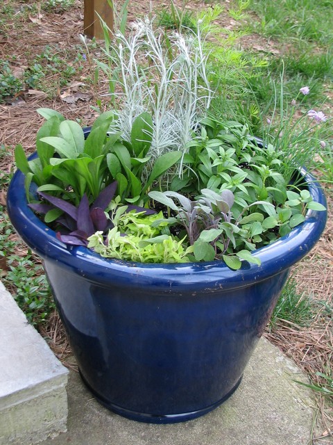 New blue container garden up close and personal.